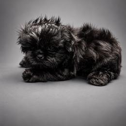 Baby Boy 3 - Black and white male Shih Tzu puppy in Walnut Ridge, Arkansas from Maltese Madness by Shannon Smith