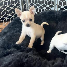 Ralphie - Cream male Chihuahua puppy in Richland, Washington from Northwest Paws