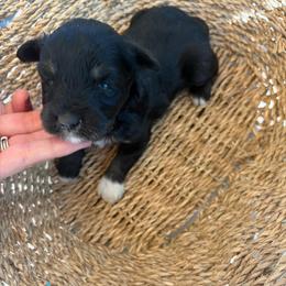 Pebbles - Black female Miniature Schnauzer puppy in Bloomington, California from Mini Beard Buster Kennel