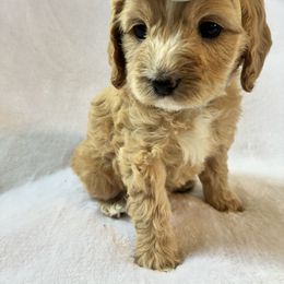 Rachel - Buff and white female Cockapoo puppy in Adrian, Oregon from ApplebyFarm