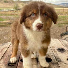 Ruby - Red tri-color female Australian Shepherd puppy in Preston, Idaho from KC Bar Ranch Aussies