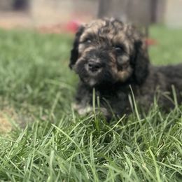 Sully - Phantom male Bernedoodle puppy in Bennett, Colorado from Darling Paws Bernedoodles, LLC