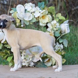 Whippet Puppies from Mardel Robeson