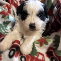 Prince - Black tri-color male Aussiedoodle puppy in Maysville, Missouri from Mini AussieDoodles on Meadow Lane