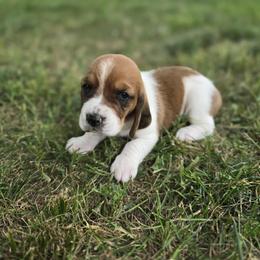 Basset Hound Puppies from Fisher's Couch Hounds