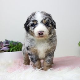 Aussiedoodle Puppies from Crystal Ridge Doodles