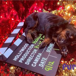 Purple - Black and rust female Doberman Pinscher puppy in Louisville, Kentucky from Ruiz Dobermans