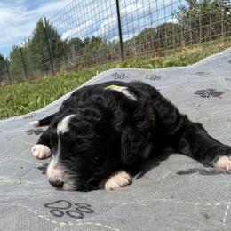 Fava bean - Yellow - Black and white female Aussiedoodle puppy in Eolia, Missouri from Barefoot Kennel