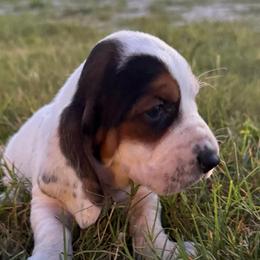 Blue lace ear - Black brown and white male Basset Hound puppy in Douglas, Georgia from Huffer Hounds and Havanese