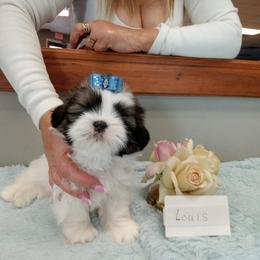 Oreo - Gold and white Shih Tzu puppy in Houston, Texas from G&G Shih Tzu World