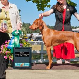 Vizsla puppies from Mountain View Vizslas
