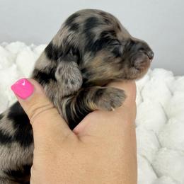 Meredith💕 - Dapple female Dachshund puppy in New Braunfels, Texas from 2 Knights Doxies