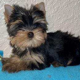 Biewer Terrier, Chinese Crested, and Yorkshire Terrier Puppies from FronkLinn Kennel