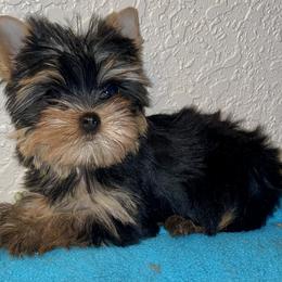 Biewer Terrier, Chinese Crested, and Yorkshire Terrier Puppies from FronkLinn Kennel