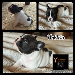 Holstine - White and brindle male French Bulldog puppy in Billings, Montana from Yellowstone Frenchies