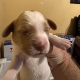 Girl 2 - Orange and white male Brittany puppy in Elko, Georgia from HillTop Brittany Kennel