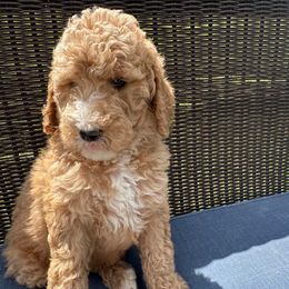 Purple collar - Red  female Poodle puppy in Cookeville, Tennessee from The Palks Poodles
