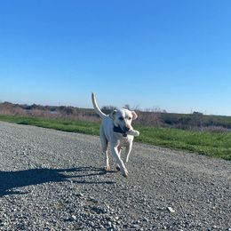 Labrador Retriever All Grown Up from Solano Retrievers