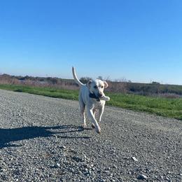 Labrador Retriever All Grown Up from Solano Retrievers