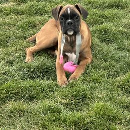 Boxer Puppies from Eagle ID Boxers