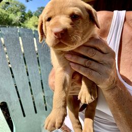 Labrador Retriever Puppies from The Sugar & Spice Ranch Labrador Retrievers