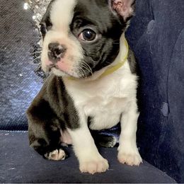 Boston Terrier Puppies from Normandy Boston Terriers