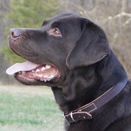 Labrador Retrievers from Chilbrook Kennels LLC