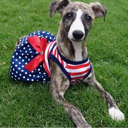 Whippet Puppies from Wyndham Whippets