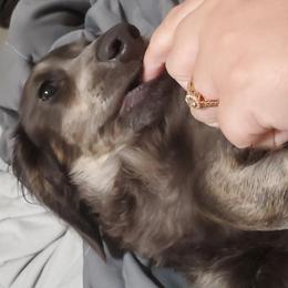 Flash - Dachshund