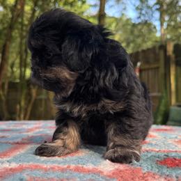 Boy 2 - male Shih Tzu puppy in Mobile, Alabama from FluffyTail Shih Tzu