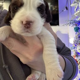 Yellow collar - Liver white and tan male English Springer Spaniel puppy in Elma, Washington from McCartney Springer’s