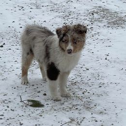 German Shepherds and Miniature American Shepherds from Schmidt’s Vom Vollen Haus