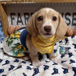 Peony - Cream female Dachshund puppy in Fayetteville, West Virginia from Loop Creek Dachshunds