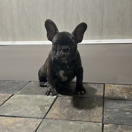 Girl 1 - Brindle female French Bulldog puppy in Pennsylvania from R & C French Bulldogs