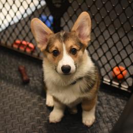 Pembroke Welsh Corgis from Heulyn Corgis