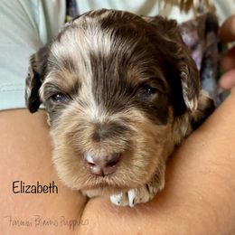 Elizabeth - Merle female Schnoodle puppy in Sedalia, Missouri from Farmer Brown's Puppies