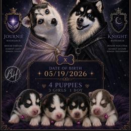 Girl 2 - female Pomsky puppy in Norfolk, Virginia from 'Brick'House Couture Pomskies