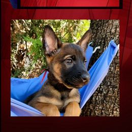 Mystique - Red sable female Belgian Malinois puppy in Chino, California from BlueStone K9