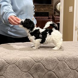 Havanese Puppies from Cralyn's