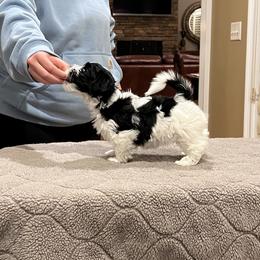 Havanese Puppies from Cralyn's