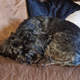 Shih Tzu Puppies from N.F.S.T Imperial ShihTzu Puppies.