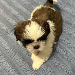 Boy 2 - Gold and white male Shih Tzu puppy in Scottdale, Pennsylvania from Nancy’s Majestic Shih Tzus