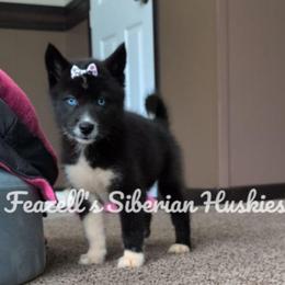 Achillia (ah-keel-e-ah) - Agouti and white female Siberian Husky puppy in Richland, Mississippi from Feazell’s Siberian Huskies