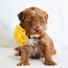Erica - Caramel red female Australian Labradoodle puppy in Diamond Bar, California from Furrytaildoodles