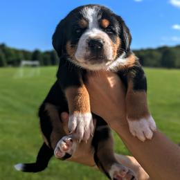 Red Boy, Roosevelt Aka Teddy - Black, white and red male Greater Swiss Mountain Dog puppy in Edinboro, Pennsylvania from Greater Swiss of Whitetail Acres