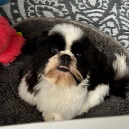 Chewy - Red male Shih Tzu puppy in Port Orchard, Washington from Bayview Shih Tzu