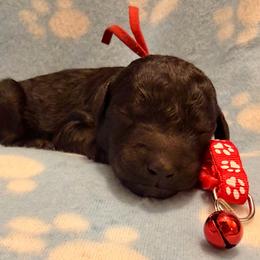 Milhouse- red - Black male Goldendoodle puppy in Van Buren, Missouri from Jami’s Goldendoodles & Poodles