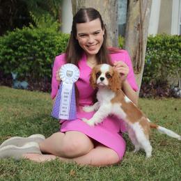 Cavalier King Charles Spaniel Puppies from Ohana Cavaliers