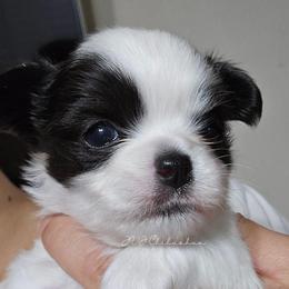 Bolt - Black and white male Chihuahua puppy in El Paso, Texas from JVJ Chihuahua