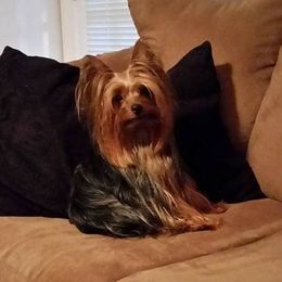 Yorkshire Terrier All Grown Up from Bonnie White